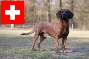 Scopri di più sull'articolo Allevatori di Hannoverscher Schweißhund e cuccioli in Svizzera