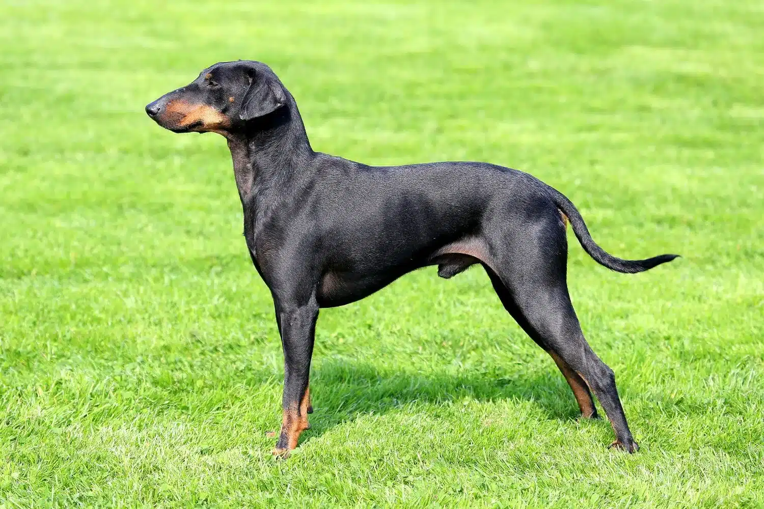 Scopri di più sull'articolo Allevatore di Manchester Terrier