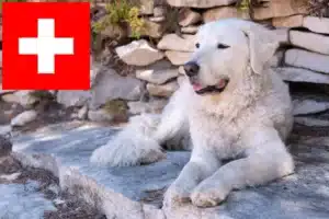 Scopri di più sull'articolo Allevatori e cuccioli di Kuvasz in Svizzera