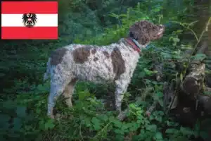 Scopri di più sull'articolo Allevatori di Lagotto Romagnolo e cuccioli in Austria