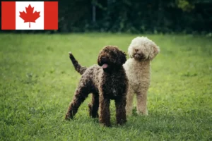 Scopri di più sull'articolo Allevatori di Lagotto Romagnolo e cuccioli in Canada