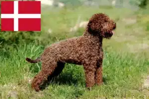 Scopri di più sull'articolo Allevatori di Lagotto Romagnolo e cuccioli in Danimarca