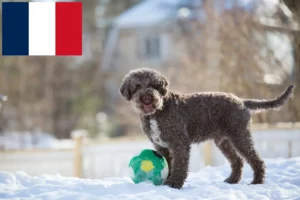 Scopri di più sull'articolo Allevatori di Lagotto Romagnolo e cuccioli in Francia