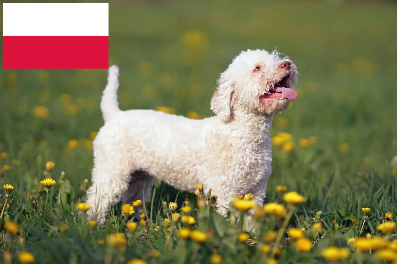 Scopri di più sull'articolo Allevatori di Lagotto Romagnolo e cuccioli in Polonia