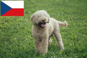 Scopri di più sull'articolo Allevatori di Lagotto Romagnolo e cuccioli in Repubblica Ceca