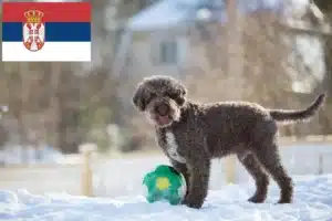 Scopri di più sull'articolo Allevatori di Lagotto Romagnolo e cuccioli in Serbia