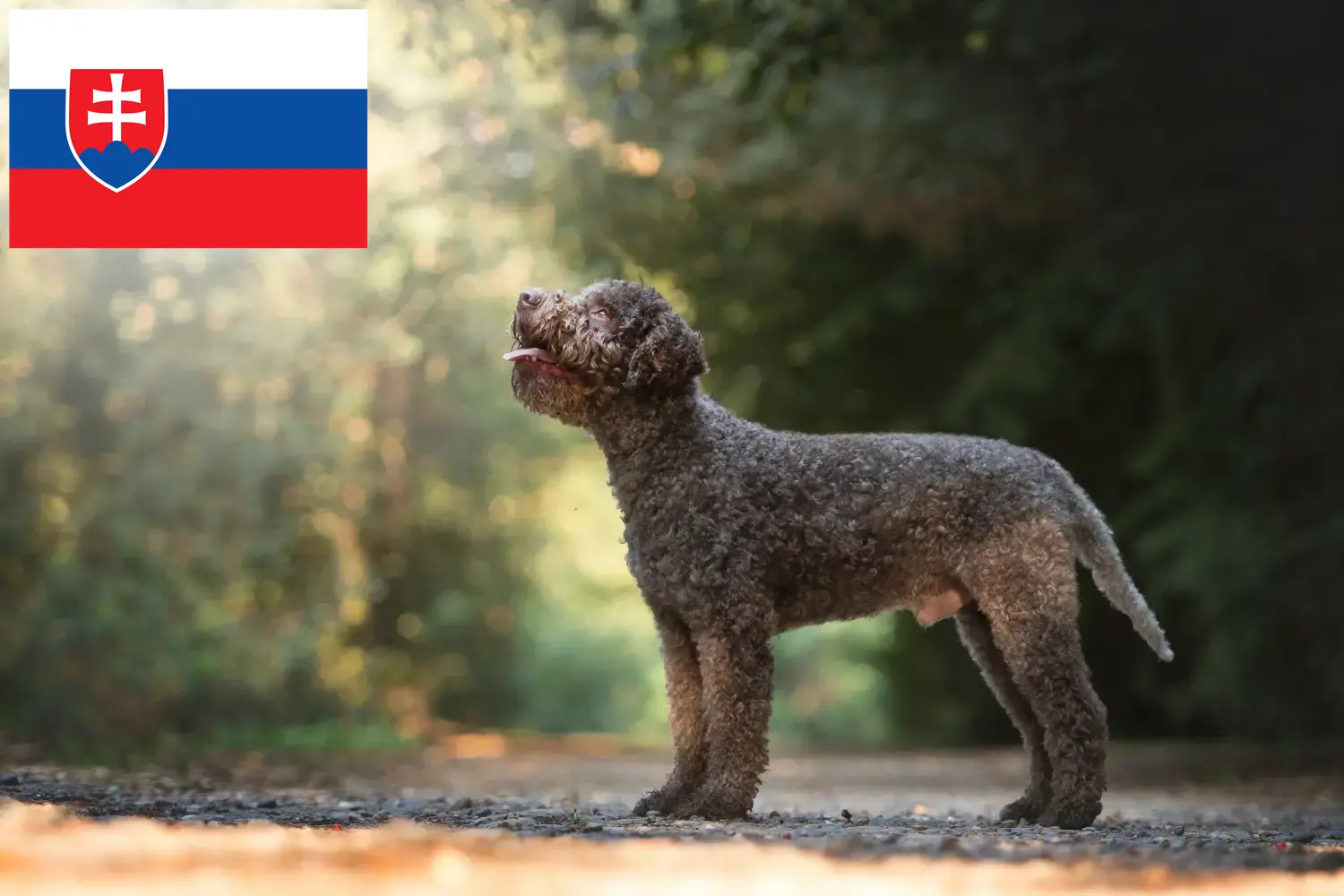 Scopri di più sull'articolo Allevatori di Lagotto Romagnolo e cuccioli in Slovacchia