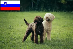 Scopri di più sull'articolo Allevatori di Lagotto Romagnolo e cuccioli in Slovenia