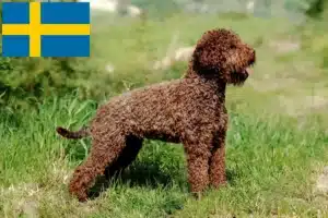 Scopri di più sull'articolo Allevatori di Lagotto Romagnolo e cuccioli in Svezia