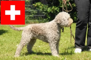 Scopri di più sull'articolo Allevatori di Lagotto Romagnolo e cuccioli in Svizzera