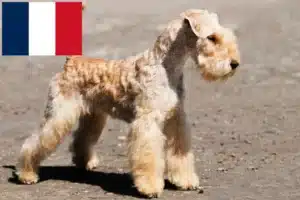 Scopri di più sull'articolo Allevatori di Lakeland Terrier e cuccioli in Francia