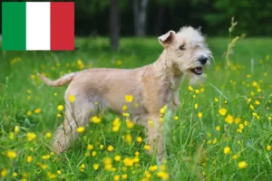 Scopri di più sull'articolo Allevatori di Lakeland Terrier e cuccioli in Italia