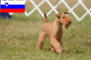 Scopri di più sull'articolo Allevatori e cuccioli di Lakeland Terrier in Slovenia