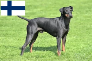 Scopri di più sull'articolo Allevatori e cuccioli di Manchester Terrier in Finlandia