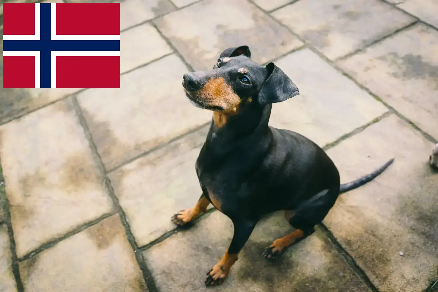 Scopri di più sull'articolo Allevatori di Manchester Terrier e cuccioli in Norvegia