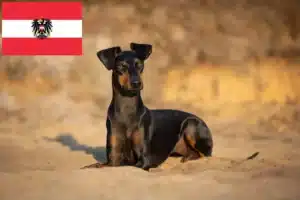 Scopri di più sull'articolo Allevatori di Manchester Terrier e cuccioli in Austria