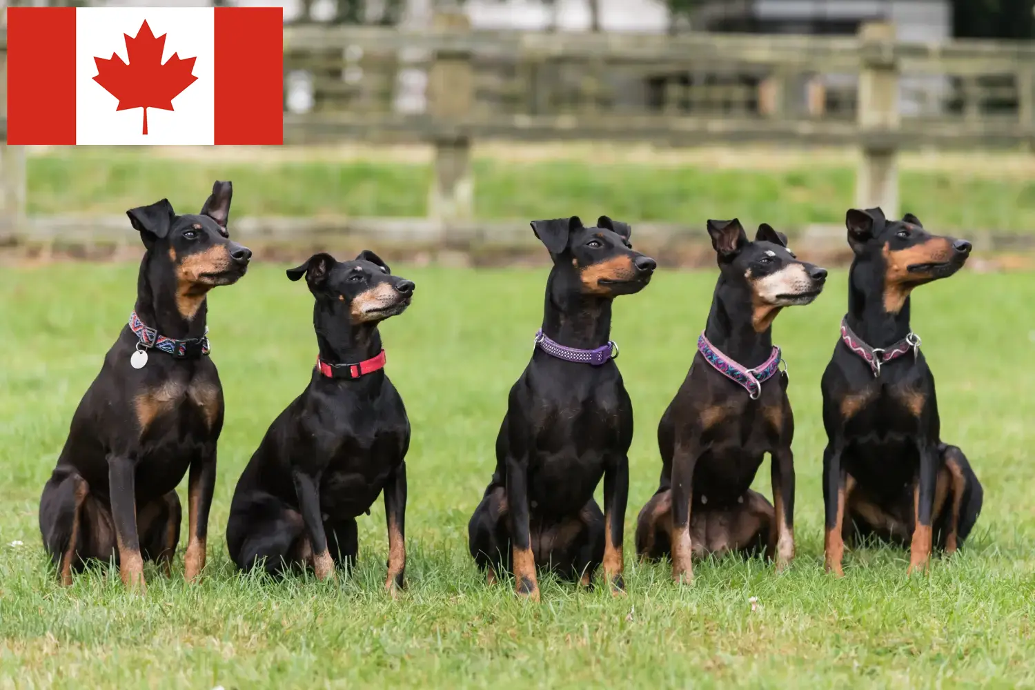 Scopri di più sull'articolo Allevatori di Manchester Terrier e cuccioli in Canada