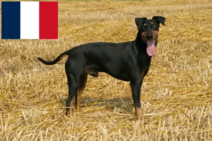 Scopri di più sull'articolo Allevatori di Manchester Terrier e cuccioli in Francia