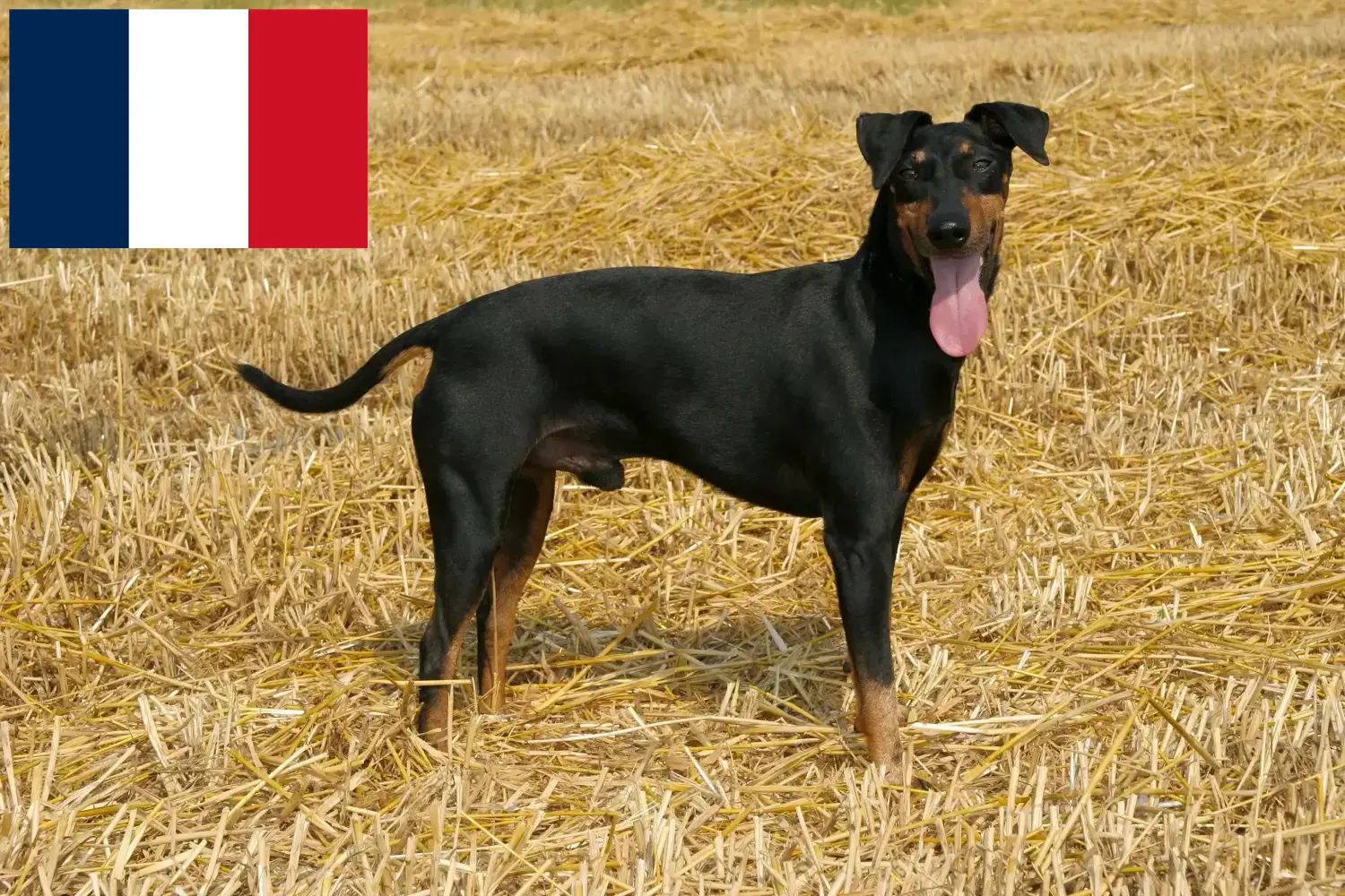 Scopri di più sull'articolo Allevatori di Manchester Terrier e cuccioli in Francia