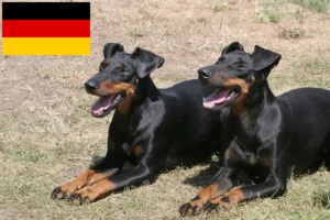 Scopri di più sull'articolo Allevatori e cuccioli di Manchester Terrier in Germania