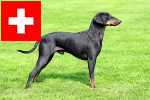 Scopri di più sull'articolo Allevatori di Manchester Terrier e cuccioli in Svizzera