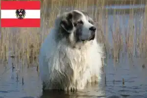 Scopri di più sull'articolo Allevatori di Mastín del Pirineo e cuccioli in Austria