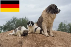 Scopri di più sull'articolo Allevatori di Mastín del Pirineo e cuccioli in Germania