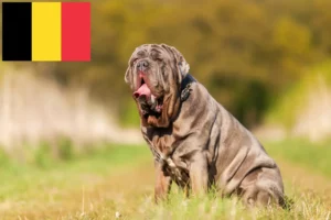 Scopri di più sull'articolo Allevatori di Mastino Napoletano e cuccioli in Belgio