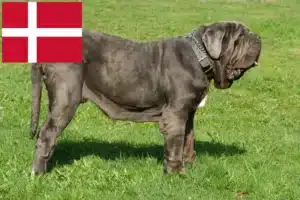 Scopri di più sull'articolo Allevatori di Mastino Napoletano e cuccioli in Danimarca