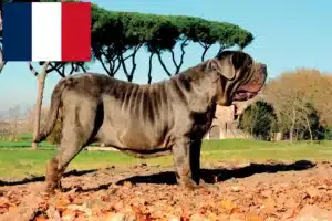 Scopri di più sull'articolo Allevatori di Mastino Napoletano e cuccioli in Francia