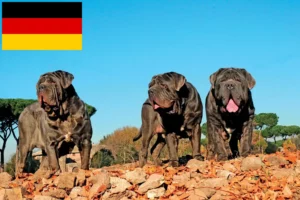 Scopri di più sull'articolo Allevatori di Mastino Napoletano e cuccioli in Germania