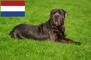 Scopri di più sull'articolo Allevatori di Mastino Napoletano e cuccioli in Olanda