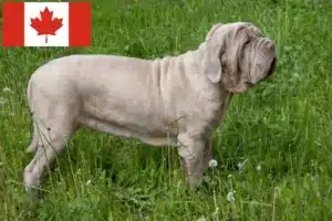 Scopri di più sull'articolo Allevatori di Mastino Napoletano e cuccioli in Canada