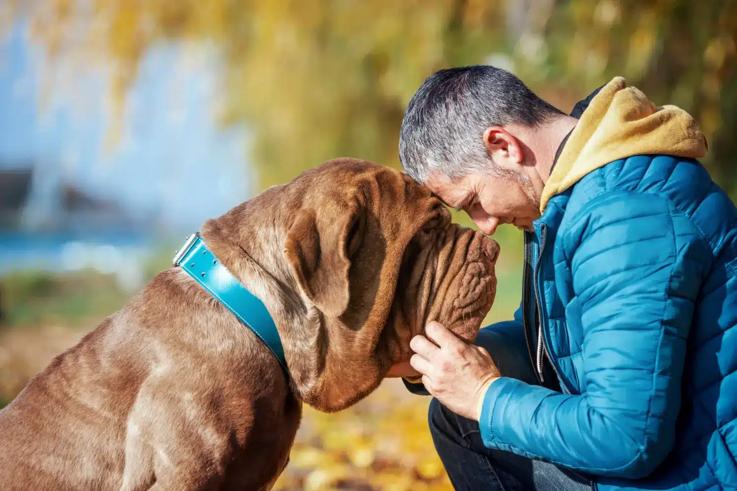 Perché amo il Mastino Napoletano