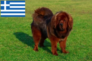 Scopri di più sull'articolo Allevatore di cani tibetani e cuccioli in Grecia