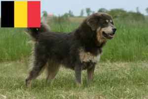 Scopri di più sull'articolo Allevatore di cani tibetani e cuccioli in Belgio