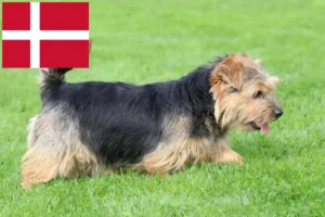 Scopri di più sull'articolo Allevatori di Norfolk Terrier e cuccioli in Danimarca