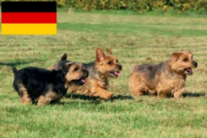 Scopri di più sull'articolo Allevatori di Norfolk Terrier e cuccioli in Germania