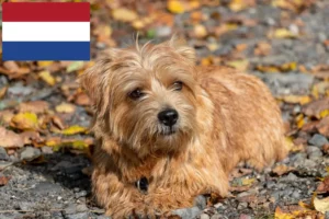 Scopri di più sull'articolo Allevatori di Norfolk Terrier e cuccioli in Olanda