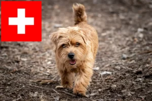 Scopri di più sull'articolo Allevatori e cuccioli di Norfolk Terrier in Svizzera