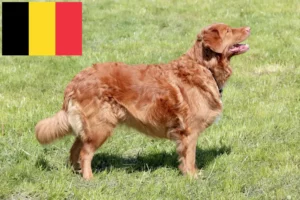 Scopri di più sull'articolo Nova Scotia Allevatori di Duck Tolling Retriever e cuccioli in Belgio