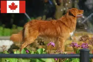 Scopri di più sull'articolo Nova Scotia Allevatori di Duck Tolling Retriever e cuccioli in Canada