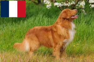 Scopri di più sull'articolo Allevatori di Duck Tolling Retriever della Nuova Scozia e cuccioli in Francia