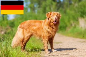 Scopri di più sull'articolo Allevatori di Duck Tolling Retriever in Nuova Scozia e cuccioli in Germania