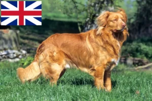 Scopri di più sull'articolo Nova Scotia Duck Tolling Retriever Allevatori e cuccioli in Regno Unito