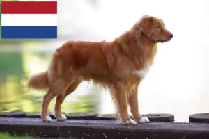 Scopri di più sull'articolo Allevatori di Duck Tolling Retriever della Nuova Scozia e cuccioli in Olanda