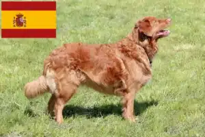 Scopri di più sull'articolo Allevatori di Duck Tolling Retriever in Nuova Scozia e cuccioli in Spagna