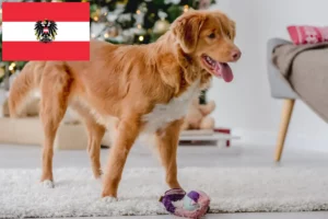 Scopri di più sull'articolo Allevatori di Duck Tolling Retriever in Nuova Scozia e cuccioli in Austria