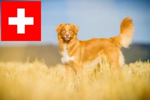 Scopri di più sull'articolo Nova Scotia Allevatori di Duck Tolling Retriever e cuccioli in Svizzera