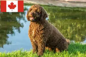 Scopri di più sull'articolo Allevatori di Perro de Agua Español e cuccioli in Canada